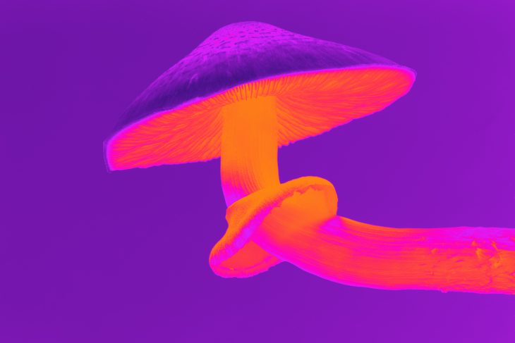 microdose de cogumelos magicos